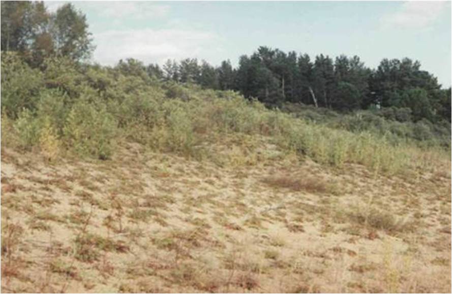 Обская песчаная степь,1996 г.Ф.1-ф.Оп.1.Д.348.jpg