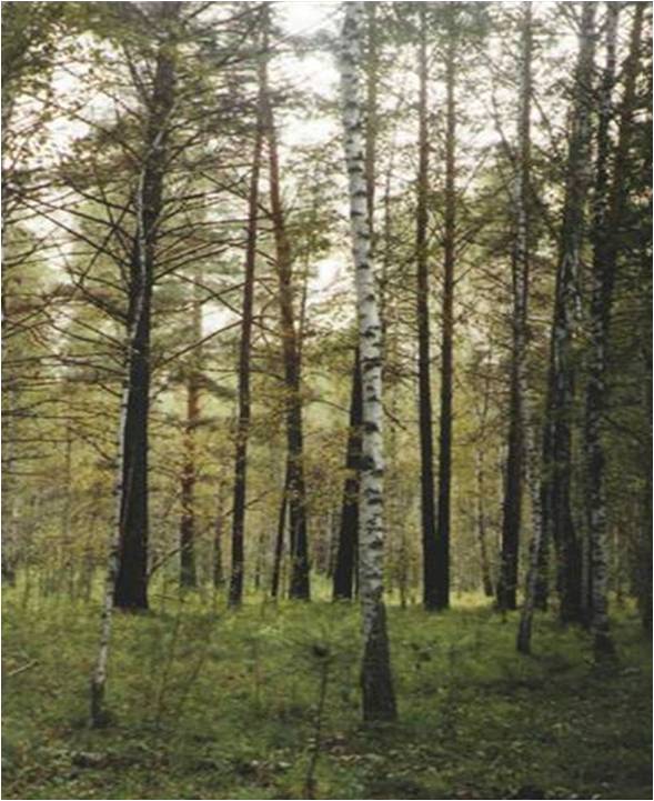 Малышевский лес,1996 г.Ф.1-ф.Оп.1.Д.365.jpg