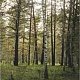 Малышевский лес